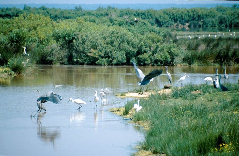 Berceau Camping : Parc Ornithologique Du Teich 2